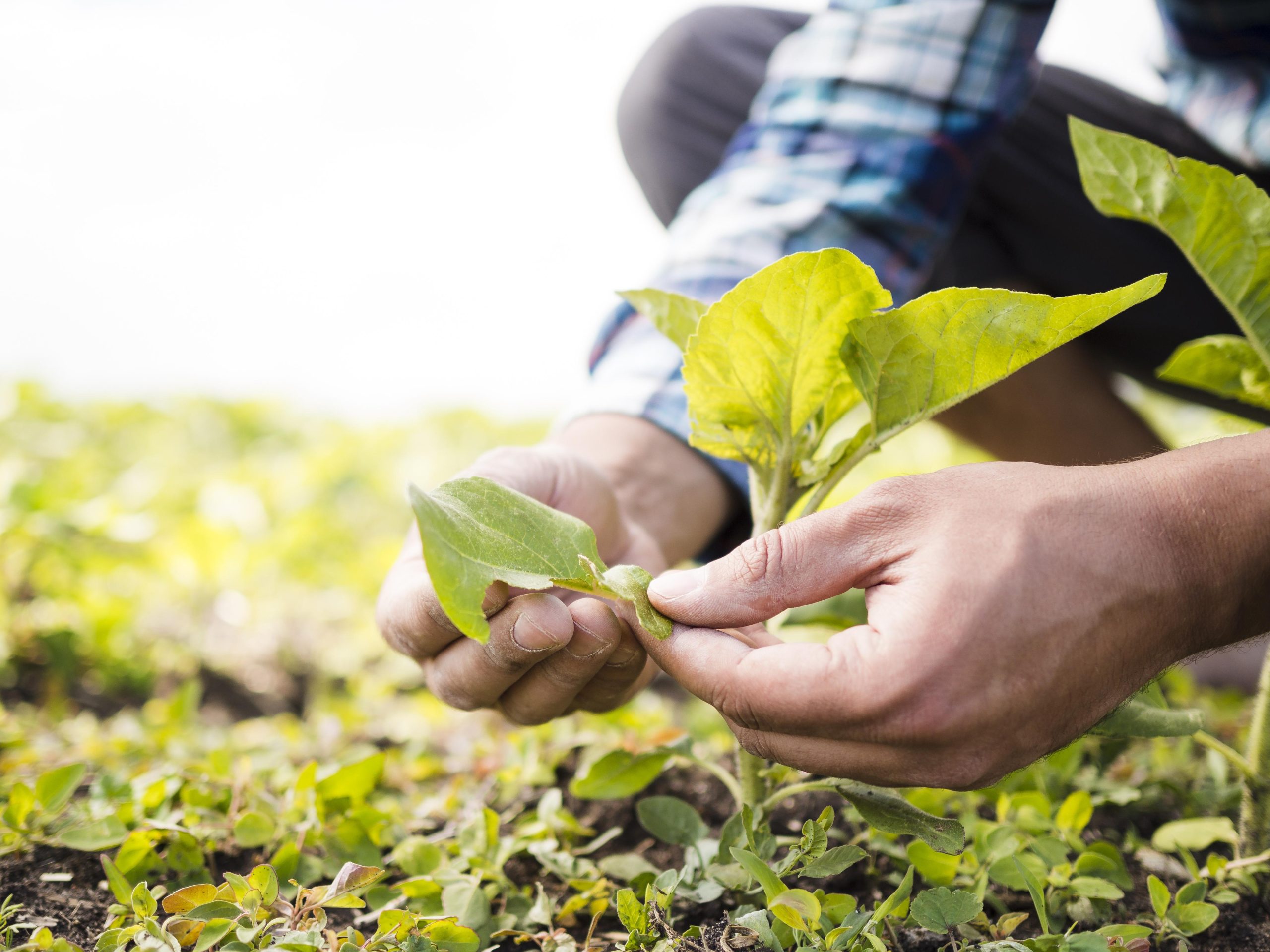 Nova era no agronegócio: ERP para práticas sustentáveis e gestão eficiente em 2026