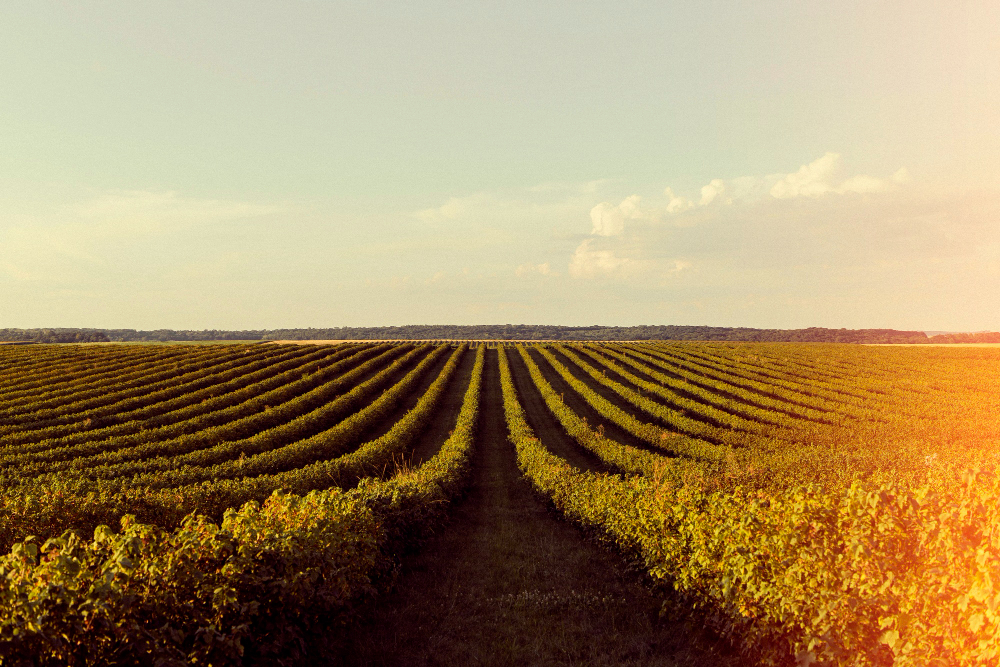 Entenda os principais pontos para estruturar a gestão do agronegócio com apoio de um ERP